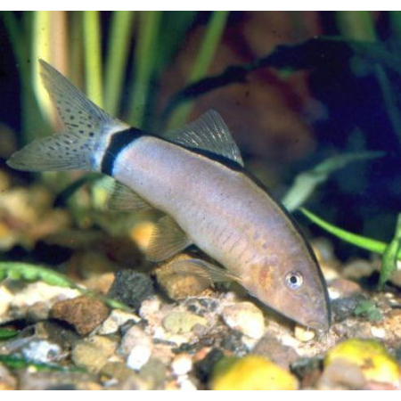 Bocja mysia – Bocja syjamska - Yasuhikotakia morleti